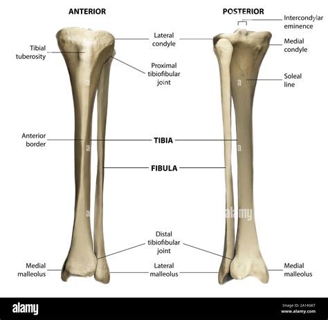 tibi|Tibia